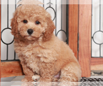 Small #2 Poochon