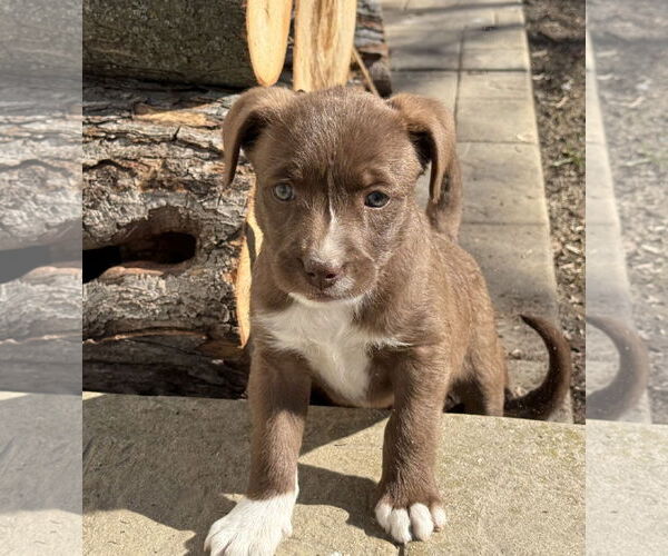 Medium Photo #1 Aussiedoodle Puppy For Sale in Fenton, MO, USA