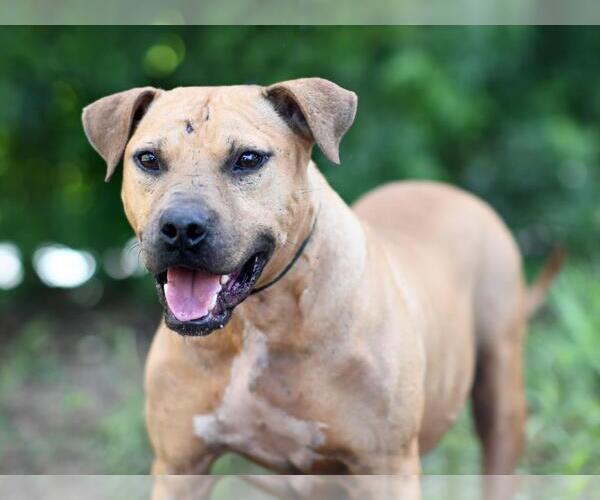 Medium Photo #2 Black Mouth Cur-Unknown Mix Puppy For Sale in Tavares, FL, USA