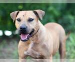 Small #1 Black Mouth Cur Mix