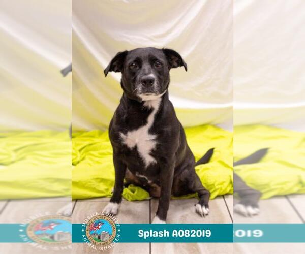 Medium Photo #2 Labrador Retriever-Unknown Mix Puppy For Sale in Mobile, AL, USA