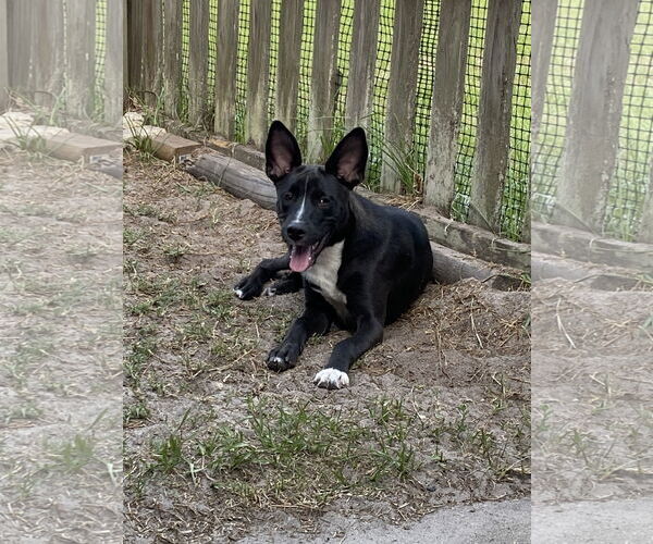 Medium Photo #8 Black Mouth Cur-Unknown Mix Puppy For Sale in Palatka, FL, USA