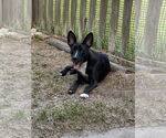 Small #7 Black Mouth Cur Mix