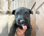 Puppy Puppy 7 Scottish Terrier