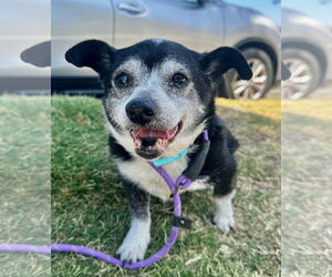 Chihuahua Dogs for adoption in Newport Beach, CA, USA