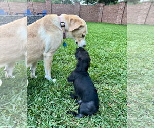 MacKenzie - Female Mutt Dog for Adoption - Photo #6