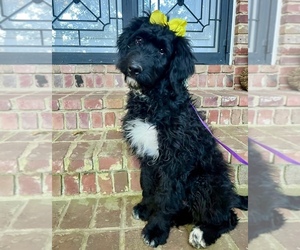 Bernedoodle-Bernese Mountain Dog Mix Puppy for sale in CORDOVA, TN, USA