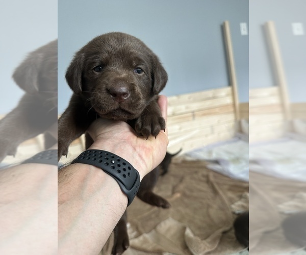 Medium Photo #1 Labrador Retriever Puppy For Sale in SAINT AUGUSTINE, FL, USA