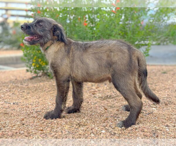 Medium Photo #2 Mutt Puppy For Sale in PIPE CREEK, TX, USA