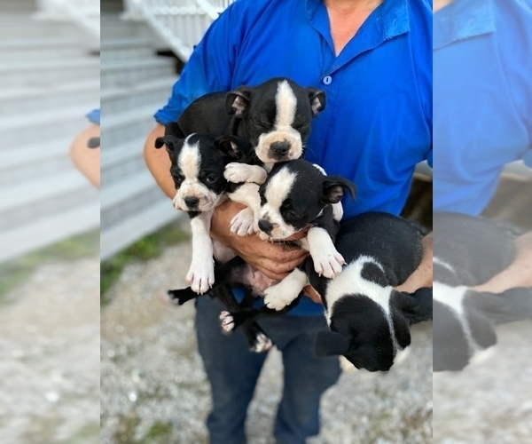 Medium Photo #1 Boston Terrier Puppy For Sale in UPTON, KY, USA