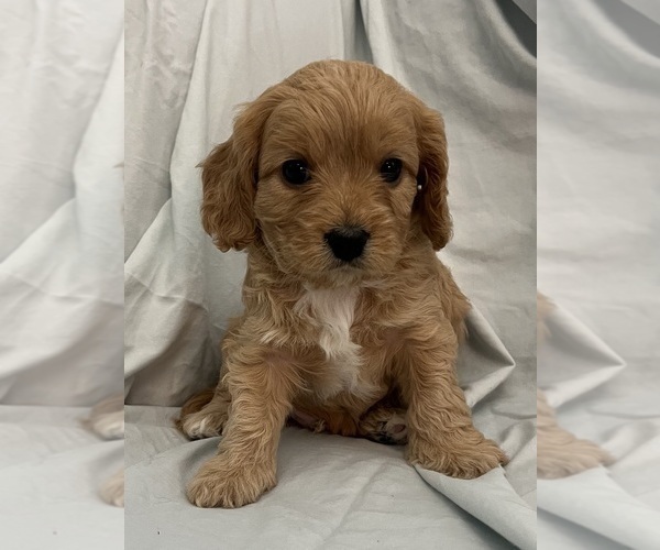 Medium Photo #64 Cavapoo Puppy For Sale in PENSACOLA, FL, USA