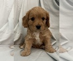 Small Photo #64 Cavapoo Puppy For Sale in PENSACOLA, FL, USA