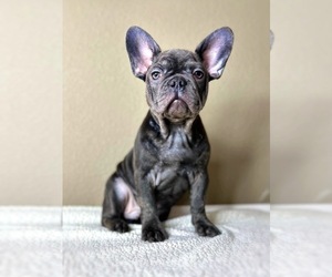French Bulldog Puppy for sale in OJAI, CA, USA