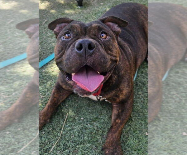 Medium Photo #3 Bulldog-Unknown Mix Puppy For Sale in Lakewood, CO, USA