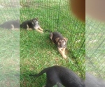 Small Photo #3 German Shepherd Dog Puppy For Sale in INEZ, TX, USA