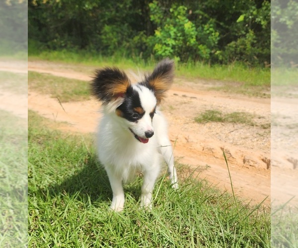 Medium Photo #1 Papillon Puppy For Sale in RUTLEDGE, AL, USA