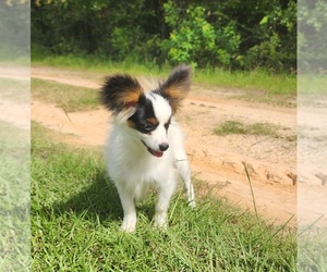 Papillon Puppy for sale in RUTLEDGE, AL, USA