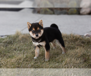 Shiba Inu Puppy for sale in MILLERSBURG, IN, USA