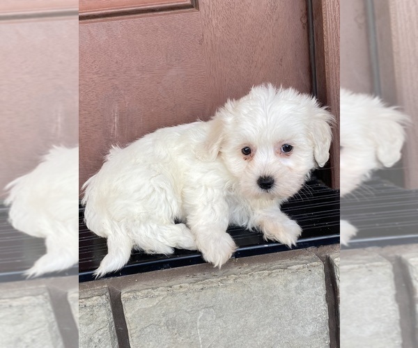 Medium Photo #4 Coton de Tulear Puppy For Sale in CANOGA, NY, USA