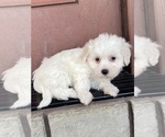 Small #3 Coton de Tulear