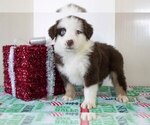 Puppy 5 Miniature Australian Shepherd