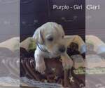 Small Photo #3 Labrador Retriever Puppy For Sale in COLORADO SPRINGS, CO, USA