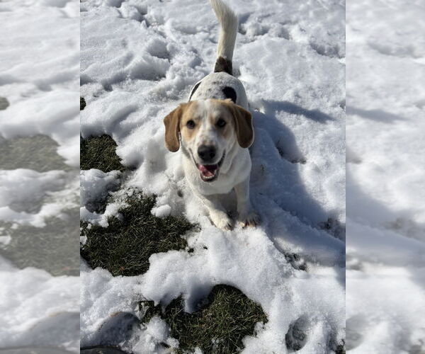 Medium Photo #3 Bassetdor Puppy For Sale in Aurora, IN, USA