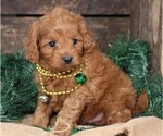 Small #3 Cavapoo