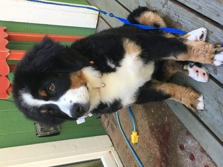 Bernese Mountain Dog Puppy for sale in YELM, WA, USA