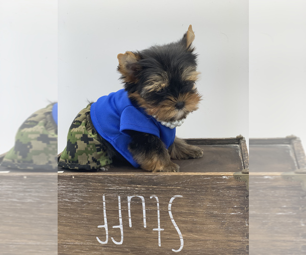 Medium Photo #5 Yorkshire Terrier Puppy For Sale in CORAL SPRINGS, FL, USA