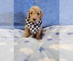 Small Photo #2 Poodle (Standard) Puppy For Sale in TAMPA, FL, USA