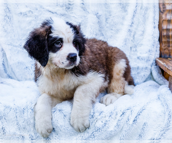 Medium Photo #6 Saint Bernard Puppy For Sale in WAKARUSA, IN, USA