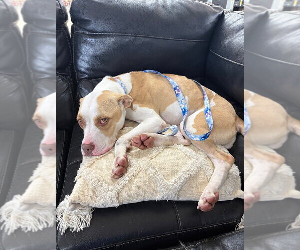 Medium Photo #6 American Staffordshire Terrier Puppy For Sale in Pierceton , IN, USA