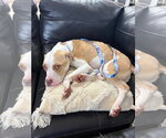 Small #5 American Staffordshire Terrier