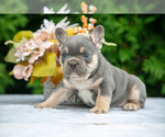 Puppy Bandit French Bulldog