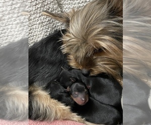 Yorkshire Terrier Puppy for Sale in LAKE CITY, Florida USA