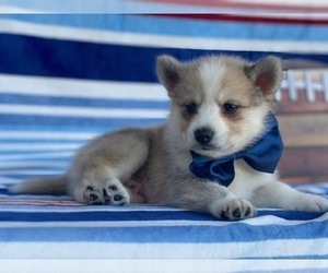 Pomsky-Shiba Inu Mix Puppy for sale in LANCASTER, PA, USA