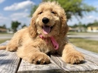 Small Photo #9 Goldendoodle Puppy For Sale in KISSIMMEE, FL, USA