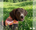 Small #5 American Foxhound Mix