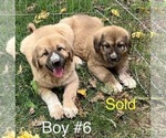 Puppy Puppy 6 Anatolian Shepherd-Kangal Dog Mix