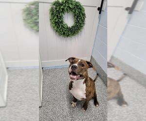 Bullboxer Pit Dogs for adoption in Westminster, MD, USA