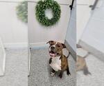 Small Bullboxer Pit