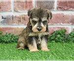 Small #12 Schnauzer (Miniature)