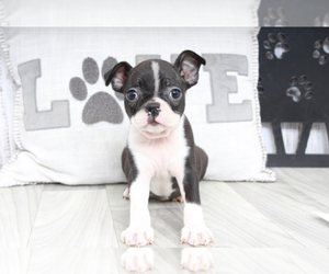 Boston Terrier Puppy for sale in MARIETTA, GA, USA