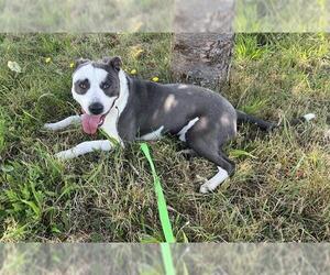 Medium American Pit Bull Terrier