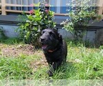 Small Photo #14 Aussiedoodle Puppy For Sale in CONWAY, SC, USA