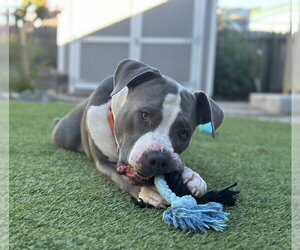 Cliffy - Male American Pit Bull Terrier Dog for Adoption - Photo #6