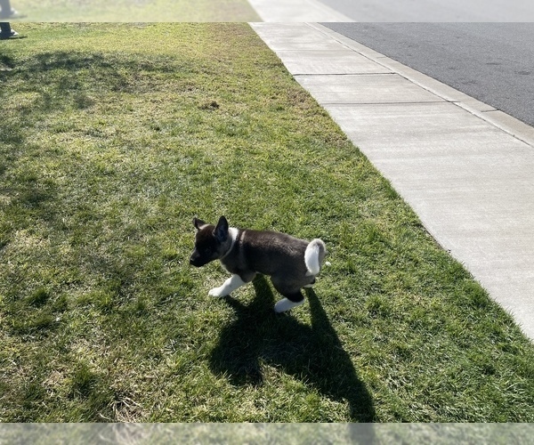 Medium Photo #8 Akita Puppy For Sale in FONTANA, CA, USA