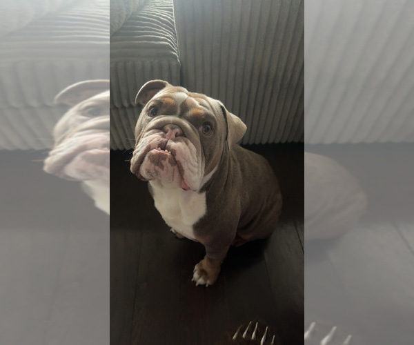 Medium Photo #1 Bulldog Puppy For Sale in HOUSTON, TX, USA