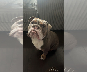 Bulldog Puppy for sale in HOUSTON, TX, USA